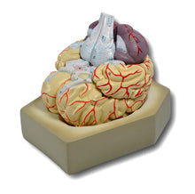 Load image into Gallery viewer, Brain: Human Brain, 9 Parts