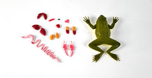 Load image into Gallery viewer, Kind Frog™