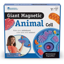 Load image into Gallery viewer, Giant Magnetic Animal Cell
