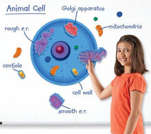 Load image into Gallery viewer, Giant Magnetic Animal Cell