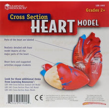 Load image into Gallery viewer, Heart: Cross Section Human Heart Model