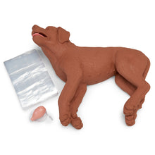 Load image into Gallery viewer, CasPeR The CPR Dog Manikin