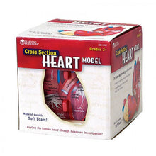 Load image into Gallery viewer, Heart: Cross Section Human Heart Model
