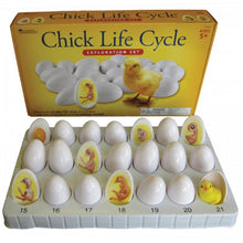 Load image into Gallery viewer, Chick Life Cycle Exploration Set