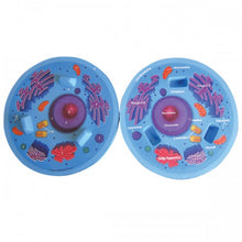 Load image into Gallery viewer, Cross Section Animal Cell