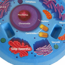 Load image into Gallery viewer, Cross Section Animal Cell