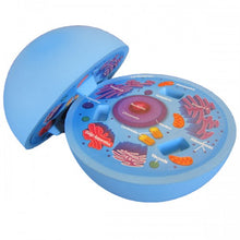 Load image into Gallery viewer, Cross Section Animal Cell