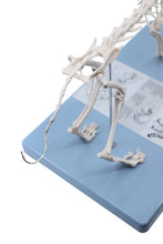 Load image into Gallery viewer, Cat Skeleton Model