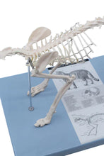 Load image into Gallery viewer, Cat Skeleton Model