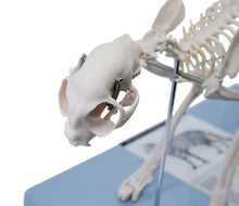 Load image into Gallery viewer, Cat Skeleton Model