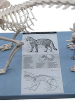 Load image into Gallery viewer, Cat Skeleton Model