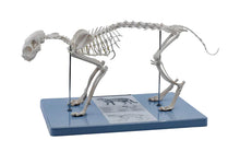 Load image into Gallery viewer, Cat Skeleton Model