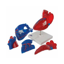 Load image into Gallery viewer, Heart: Heart Model 5-Part