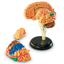 Load image into Gallery viewer, Brain: Human Brain Anatomy Model