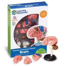 Load image into Gallery viewer, Brain: Human Brain Anatomy Model