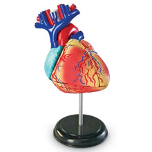 Load image into Gallery viewer, Heart: Human Heart Anatomy Model