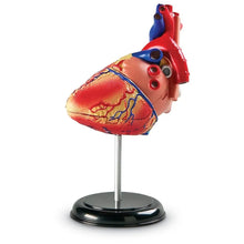 Load image into Gallery viewer, Heart: Human Heart Anatomy Model