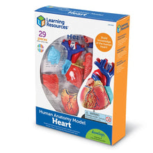 Load image into Gallery viewer, Heart: Human Heart Anatomy Model