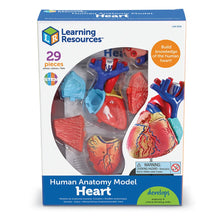Load image into Gallery viewer, Heart: Human Heart Anatomy Model