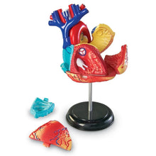 Load image into Gallery viewer, Heart: Human Heart Anatomy Model