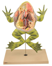 Load image into Gallery viewer, Eisco Bull Frog Model
