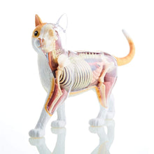 Load image into Gallery viewer, 4D Vision Cat Model