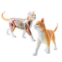 Load image into Gallery viewer, 4D Vision Cat Model