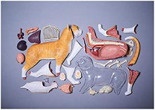 Load image into Gallery viewer, 4D Vision Cat Model