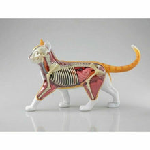 Load image into Gallery viewer, 4D Vision Cat Model
