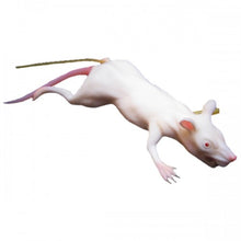 Load image into Gallery viewer, Mimolette Lab Rat Mannikin