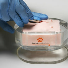 Load image into Gallery viewer, Canine Ovariohysterectomy (Spay) Model