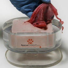 Load image into Gallery viewer, Canine Ovariohysterectomy (Spay) Model