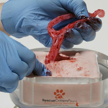 Load image into Gallery viewer, Canine Ovariohysterectomy (Spay) Model