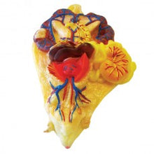 Load image into Gallery viewer, Realistic Rat Model