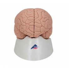 Load image into Gallery viewer, Brain: Introductory Human Brain Model