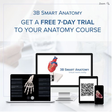 Load image into Gallery viewer, Heart: Anatomical Heart Model