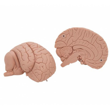 Load image into Gallery viewer, Brain: Introductory Human Brain Model