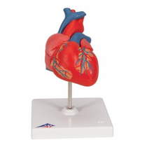 Load image into Gallery viewer, Heart: Anatomical Heart Model