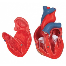 Load image into Gallery viewer, Heart: Anatomical Heart Model