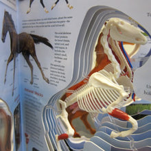 Load image into Gallery viewer, Uncover a Horse Book