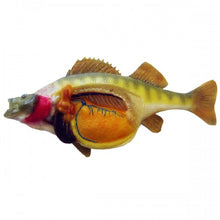 Load image into Gallery viewer, Perch Model