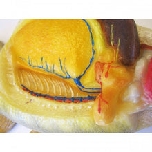 Load image into Gallery viewer, Perch Model