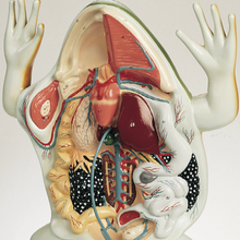 Load image into Gallery viewer, Junior American Bullfrog