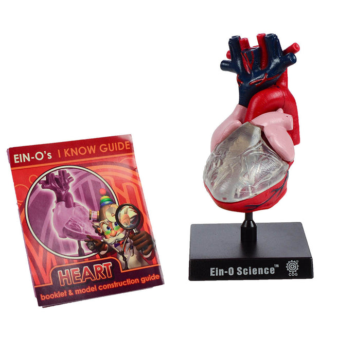 Human Anatomy Heart Model (Small)