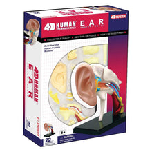 Load image into Gallery viewer, 4D Vision Human Ear Anatomy Model
