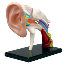 Load image into Gallery viewer, 4D Vision Human Ear Anatomy Model
