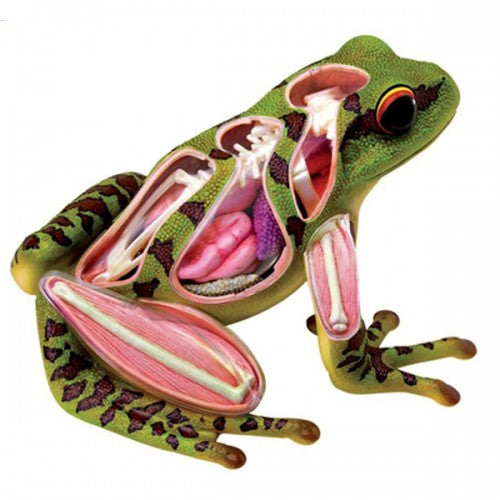 4D Vision Frog Model - Classroom Set