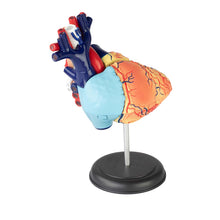 Load image into Gallery viewer, 4D Vision Human Heart Anatomy Model
