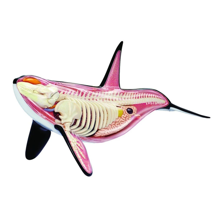 4D Vision Orca Model