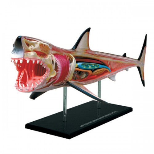 4D Vision Shark Model - Classroom Set